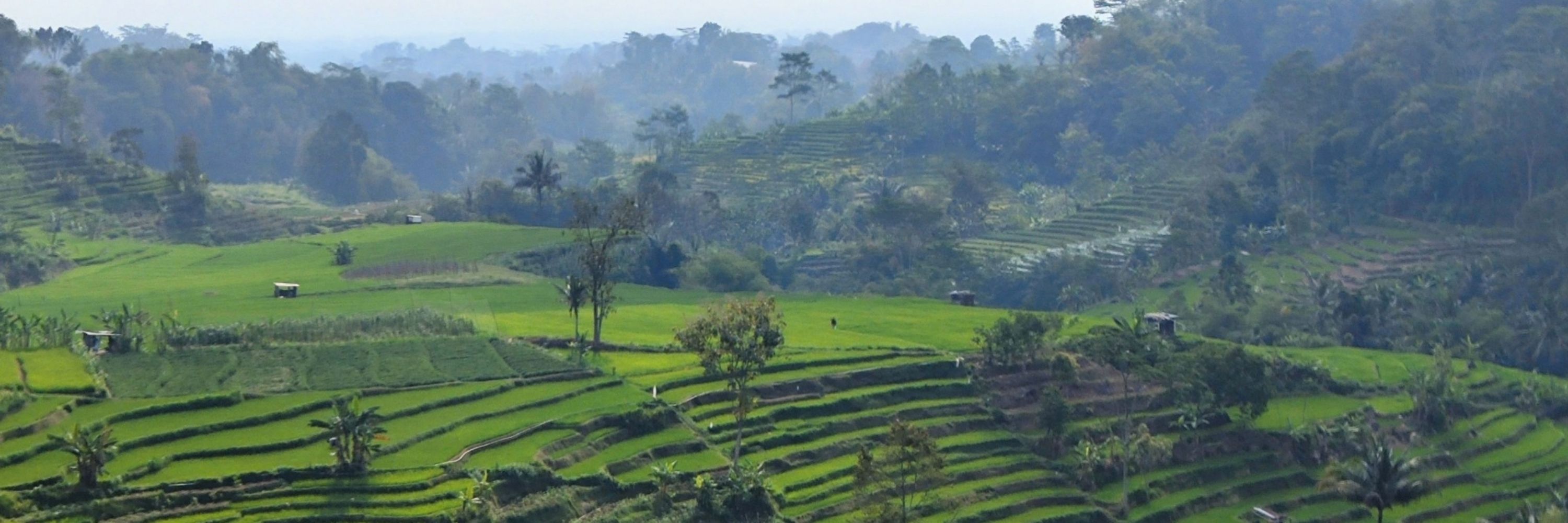 Nusantara GulaKelapa