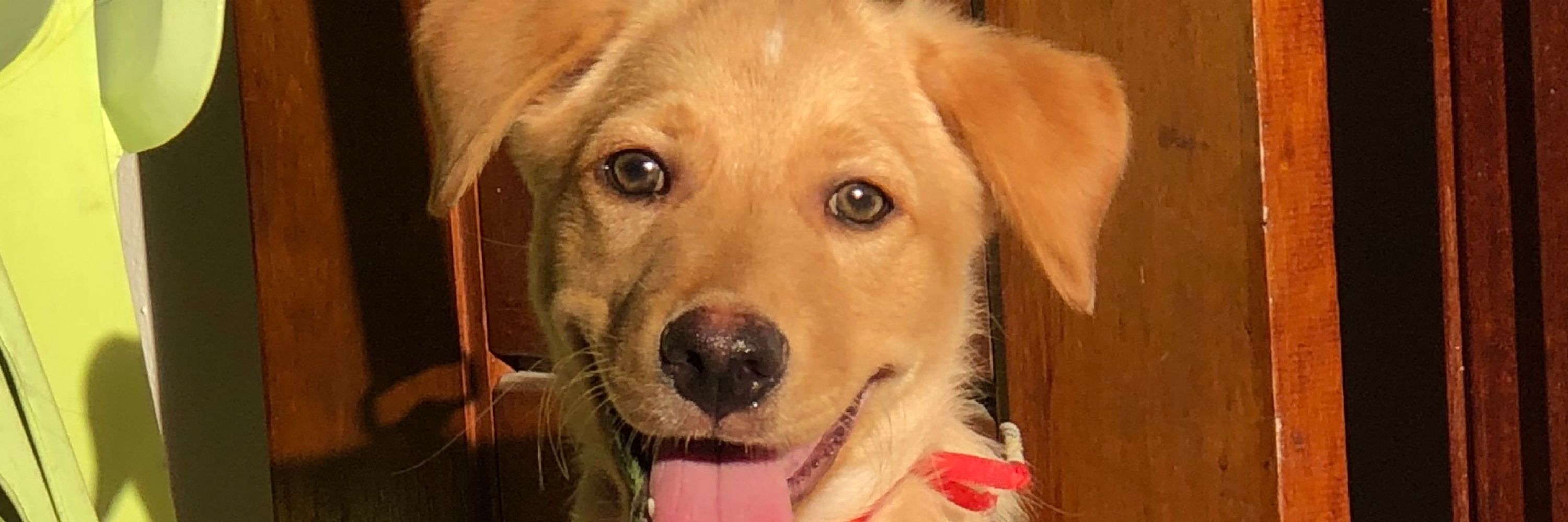 Pamella 