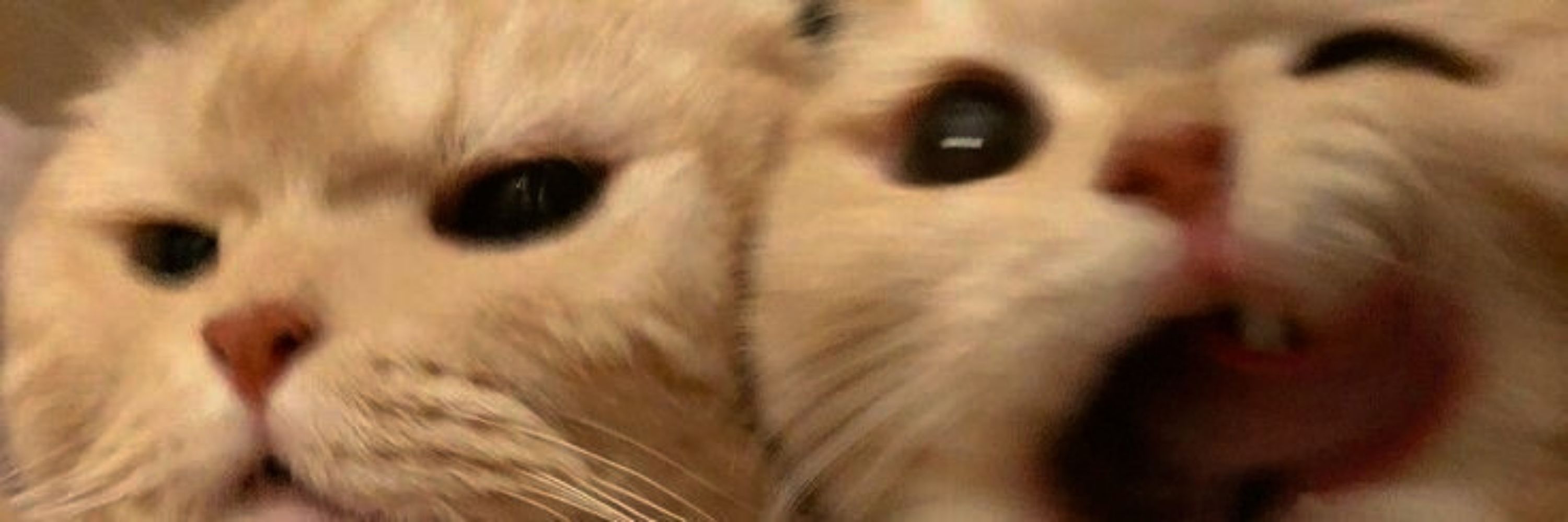 Ray 