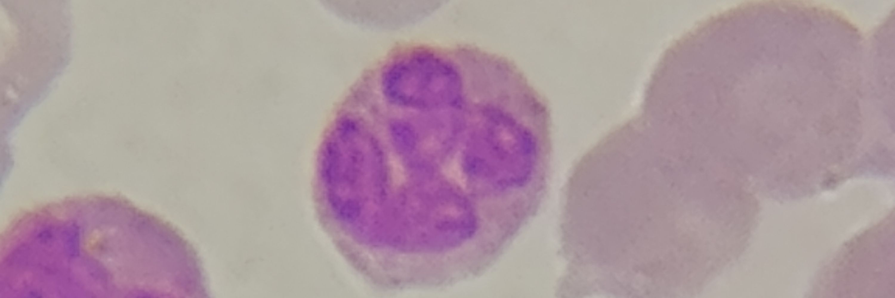 Soterogaylitano