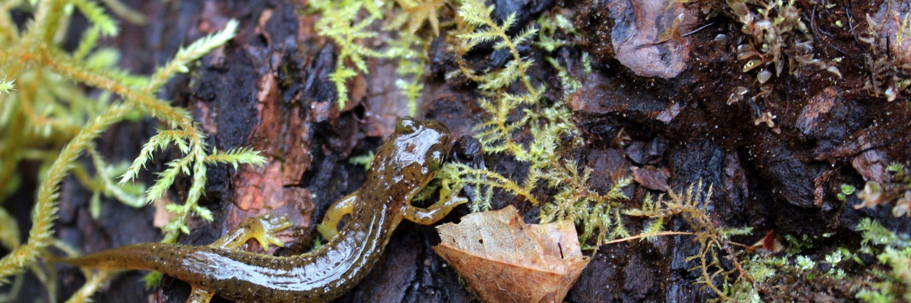 Sarina Noctua