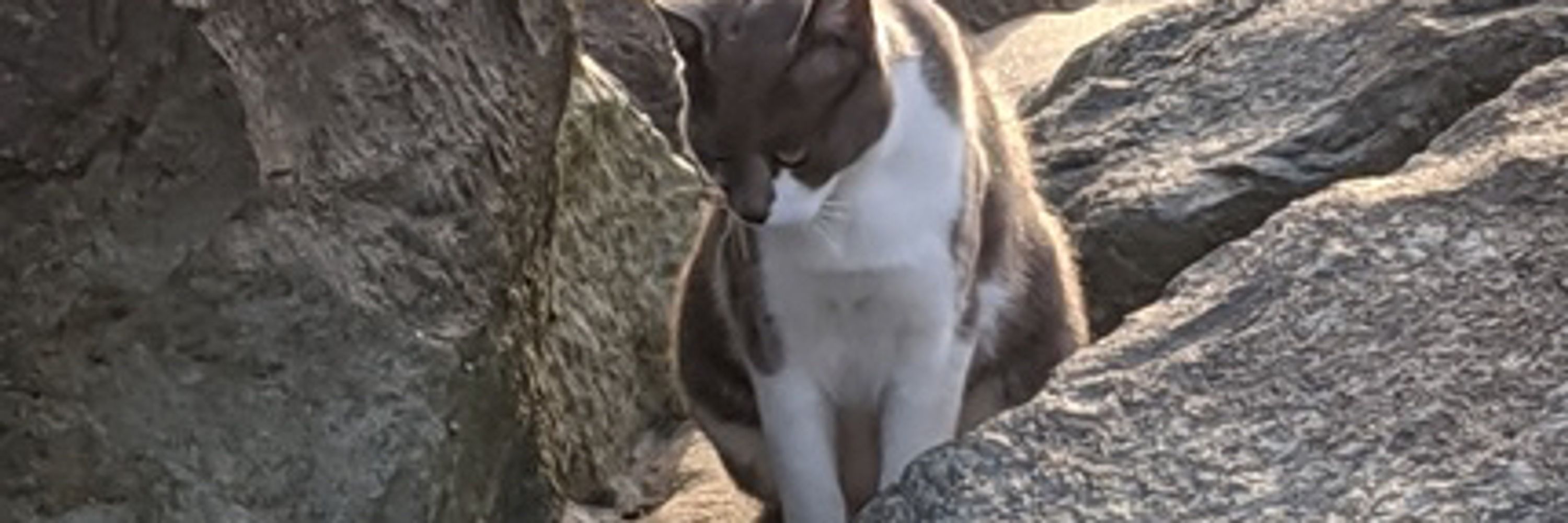 ざぼん