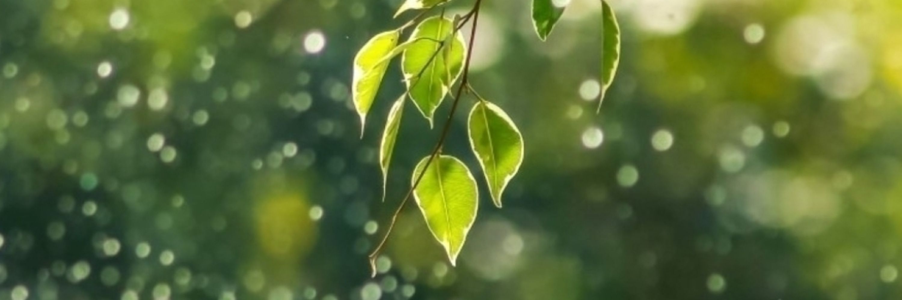 A.Paula
