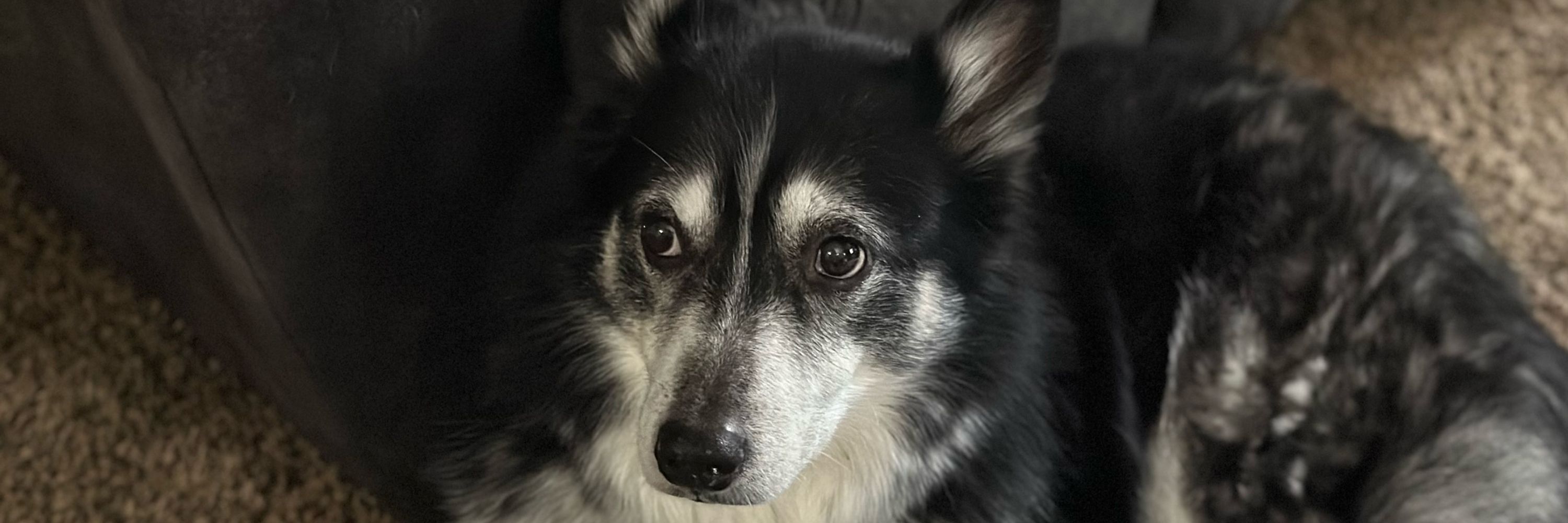 wolfy