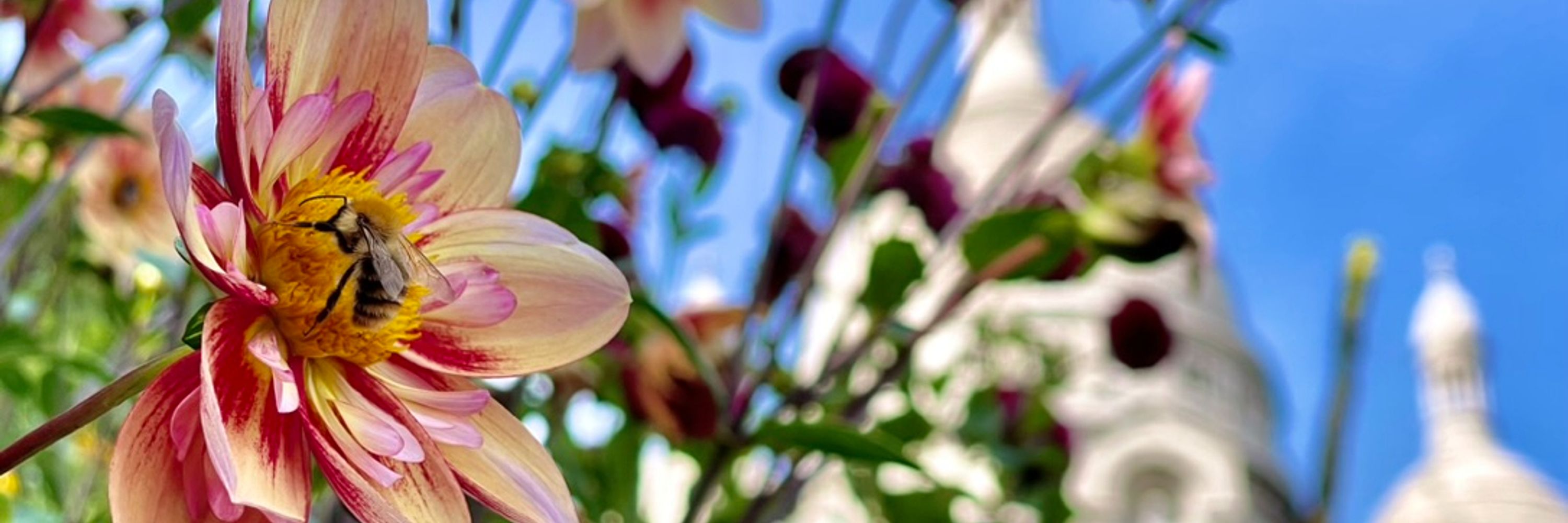 Allisin Bloom