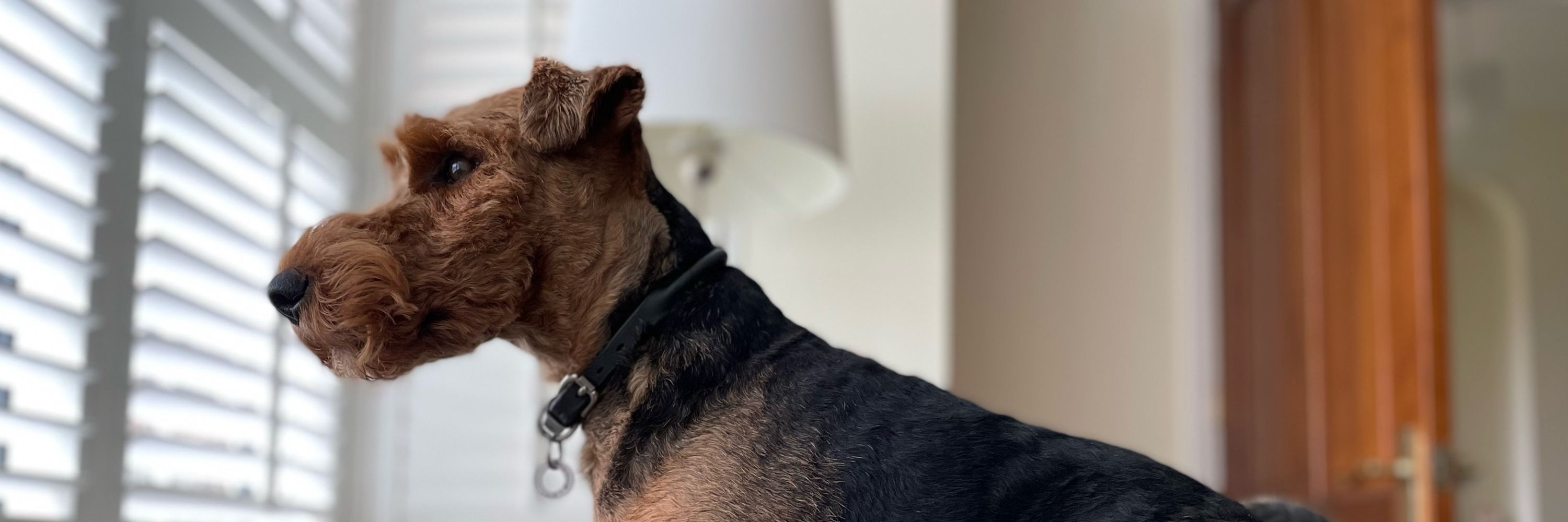 jasper-the-welsh