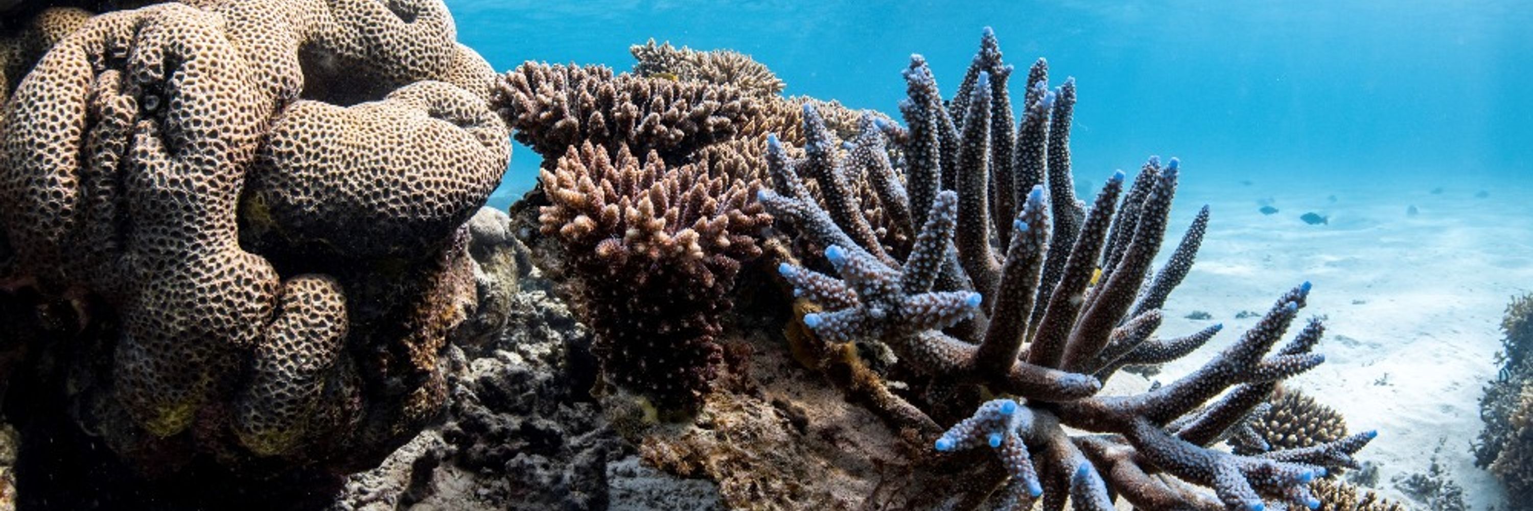 Exclusive: World on brink of fourth mass coral reef bleaching event, NOAA  says