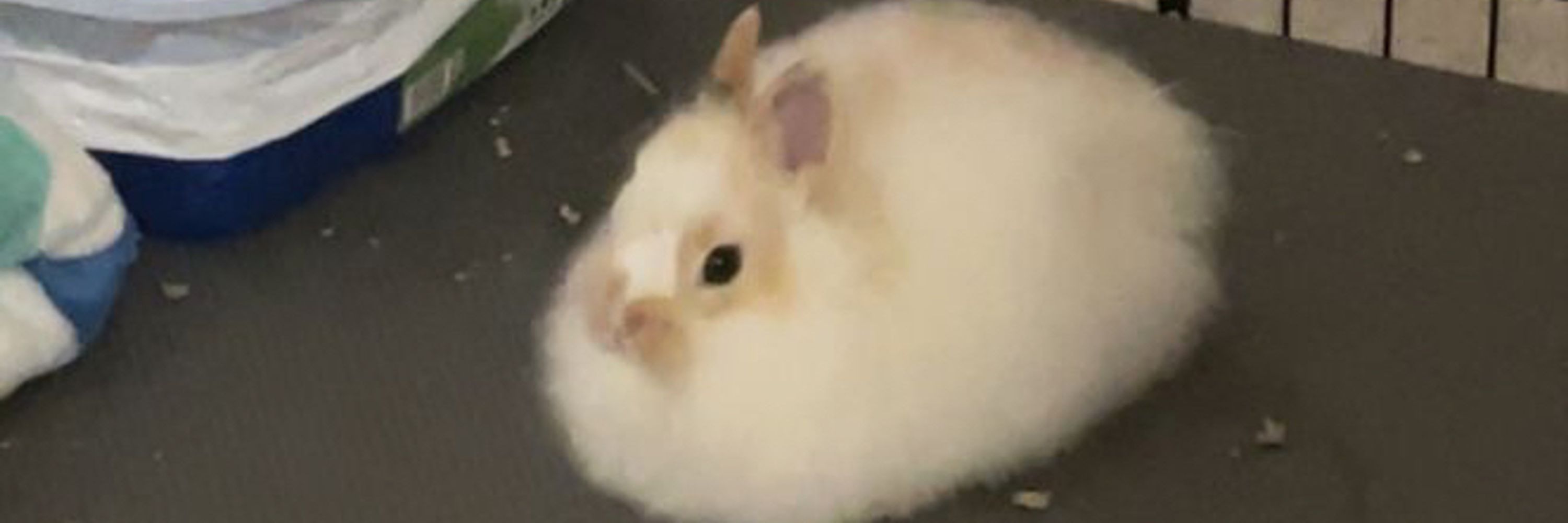 Goobner