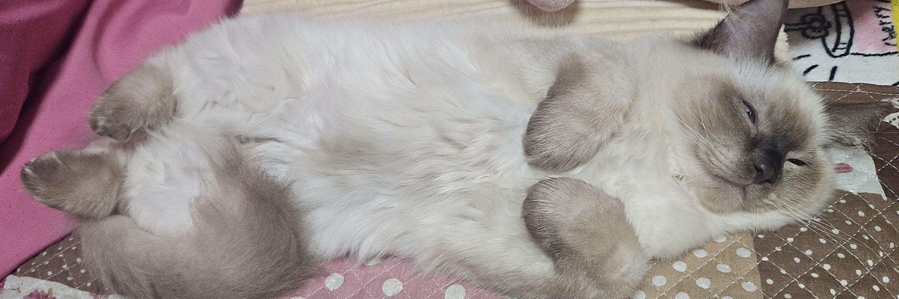 れもそ