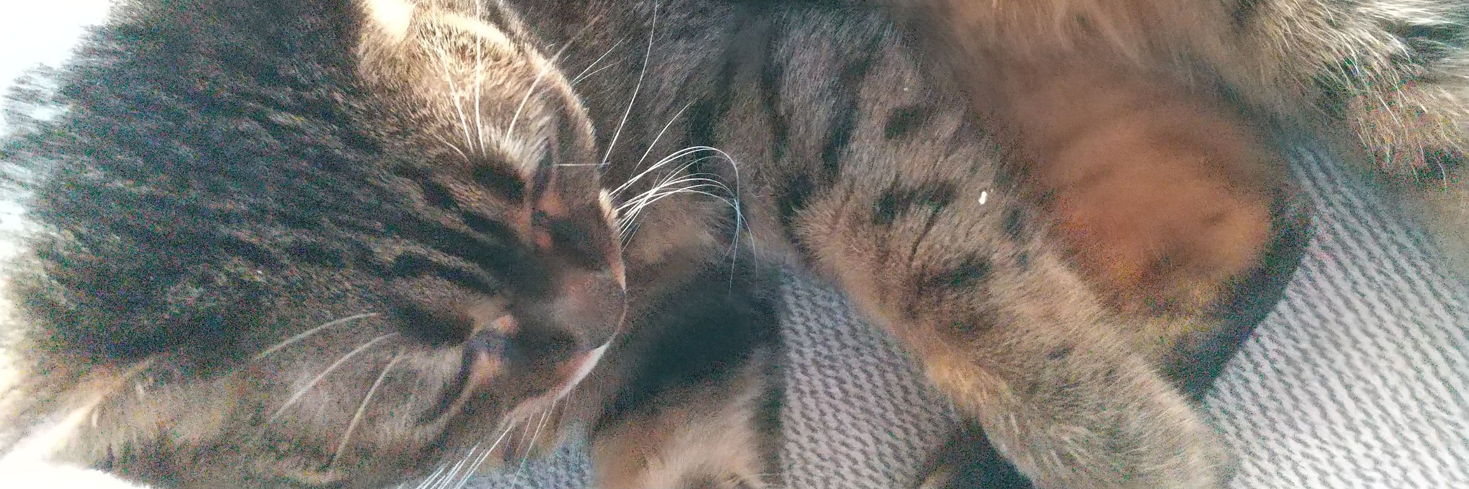モモ🐈️