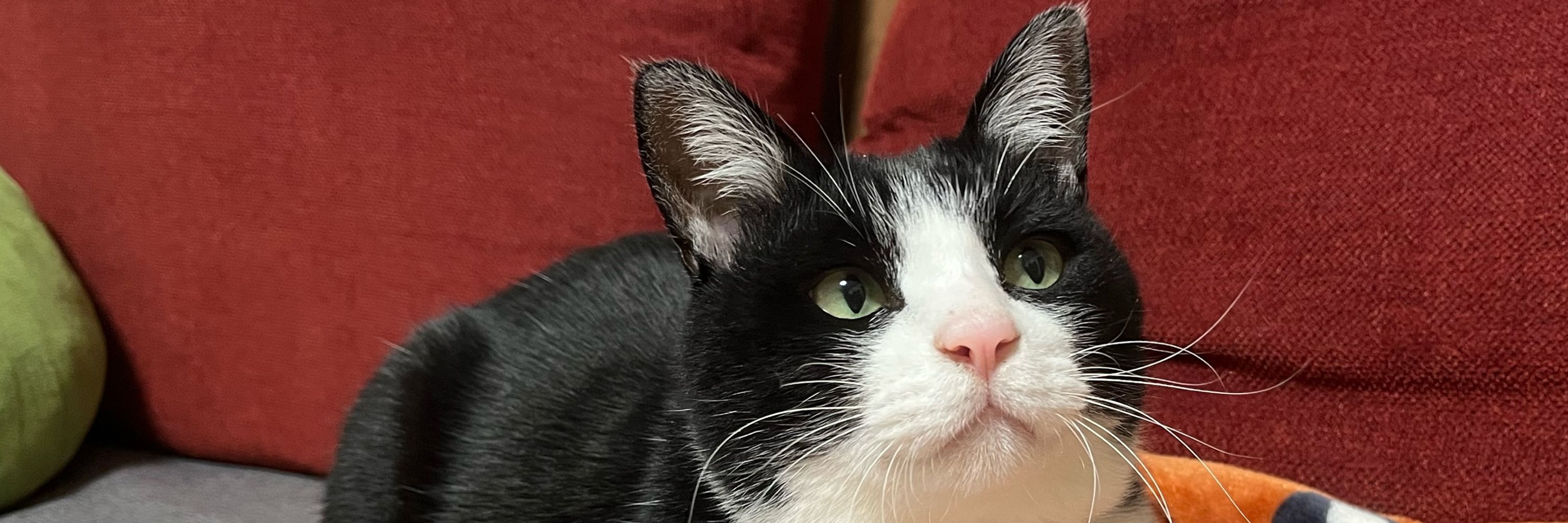 いぶねこ