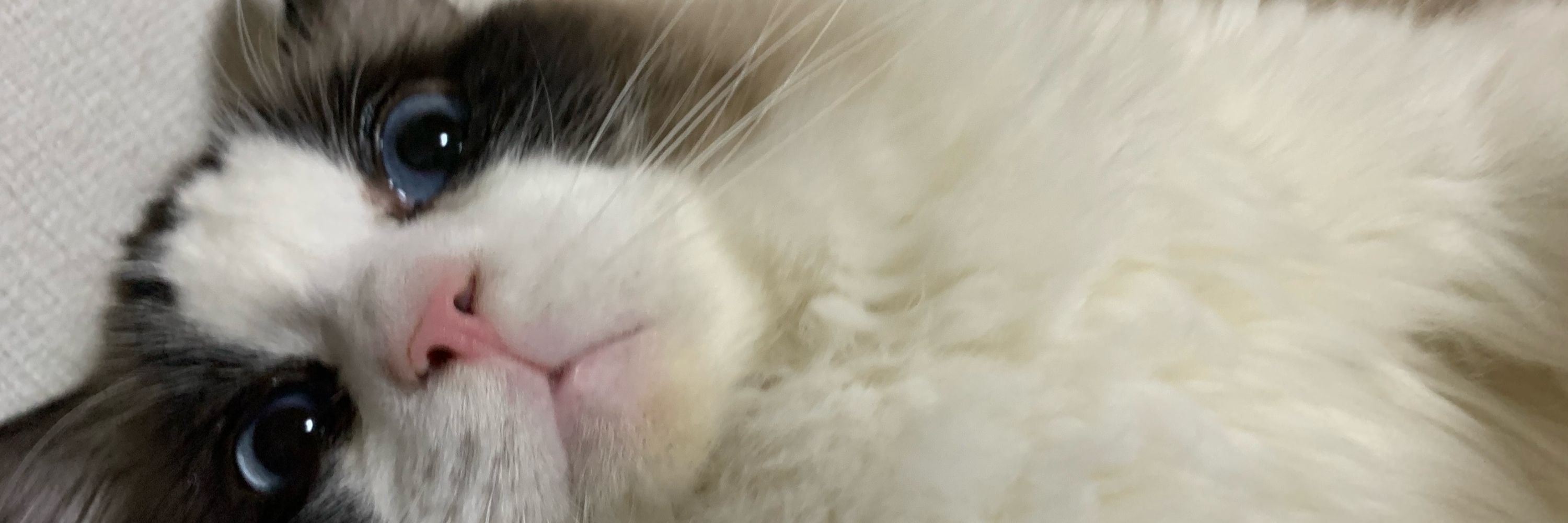もるる