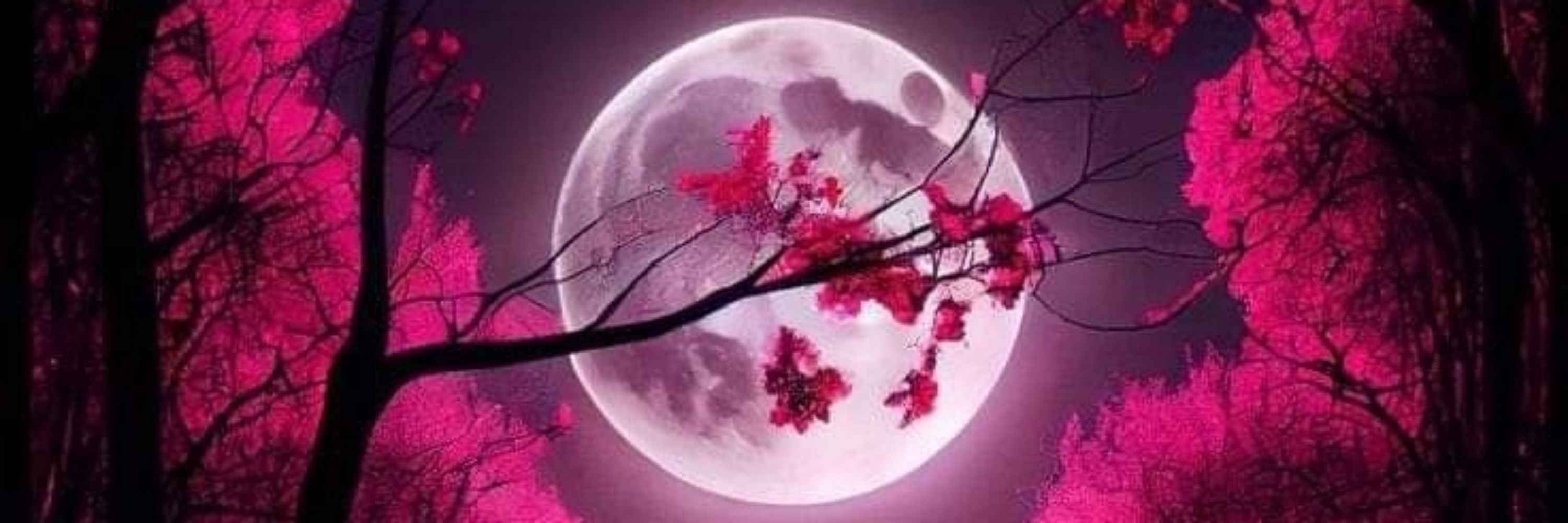 Shin Sakura