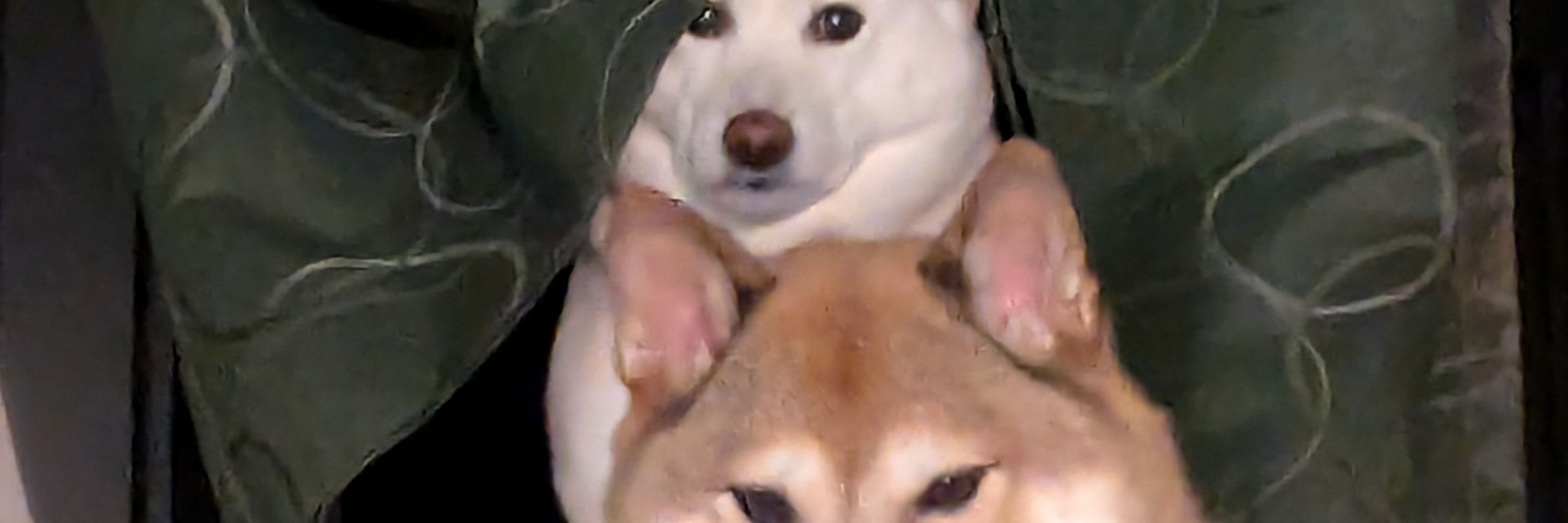 KazLewdis