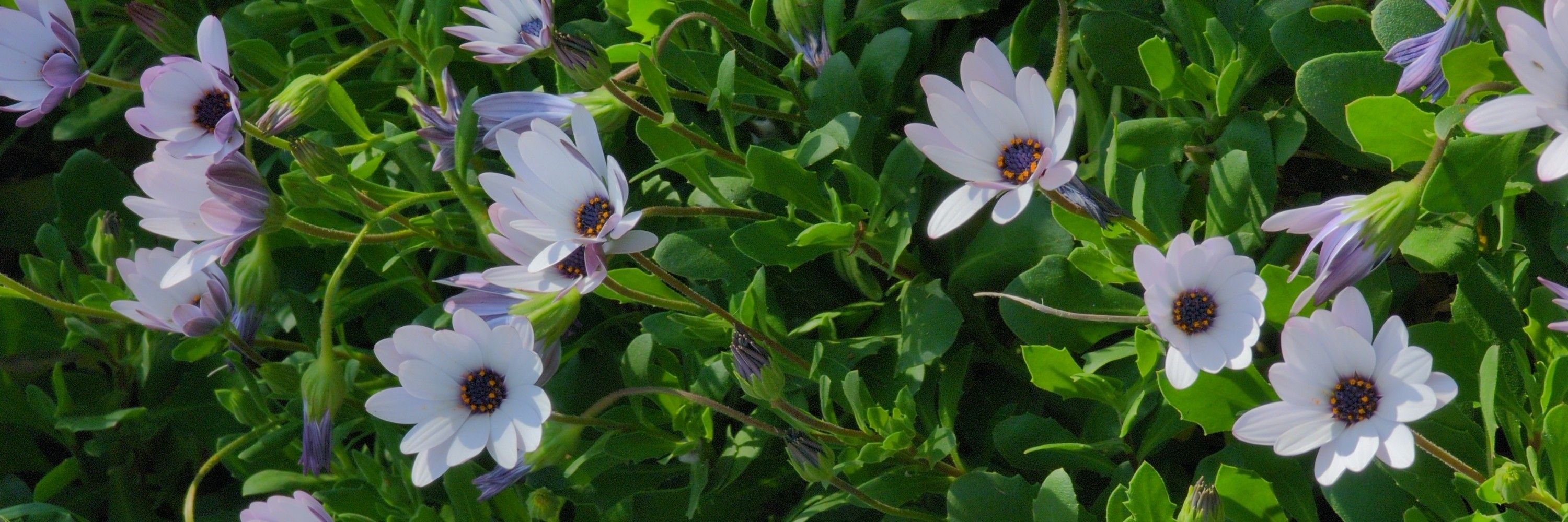 hazel (sex)