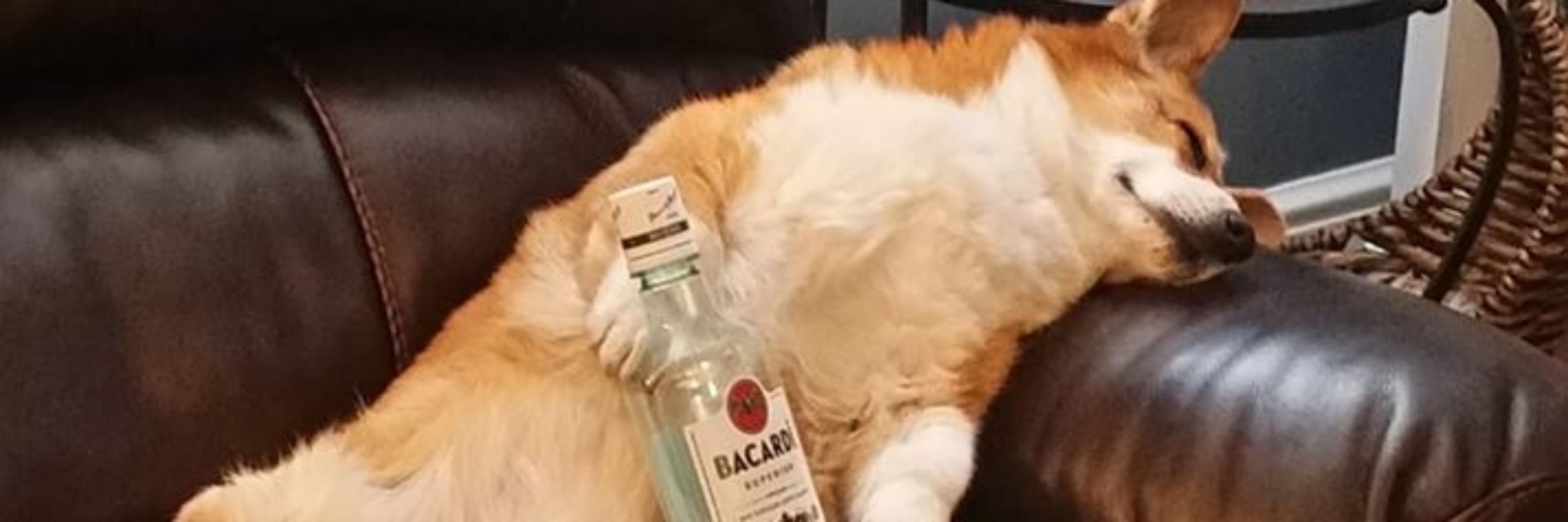 DA CORG