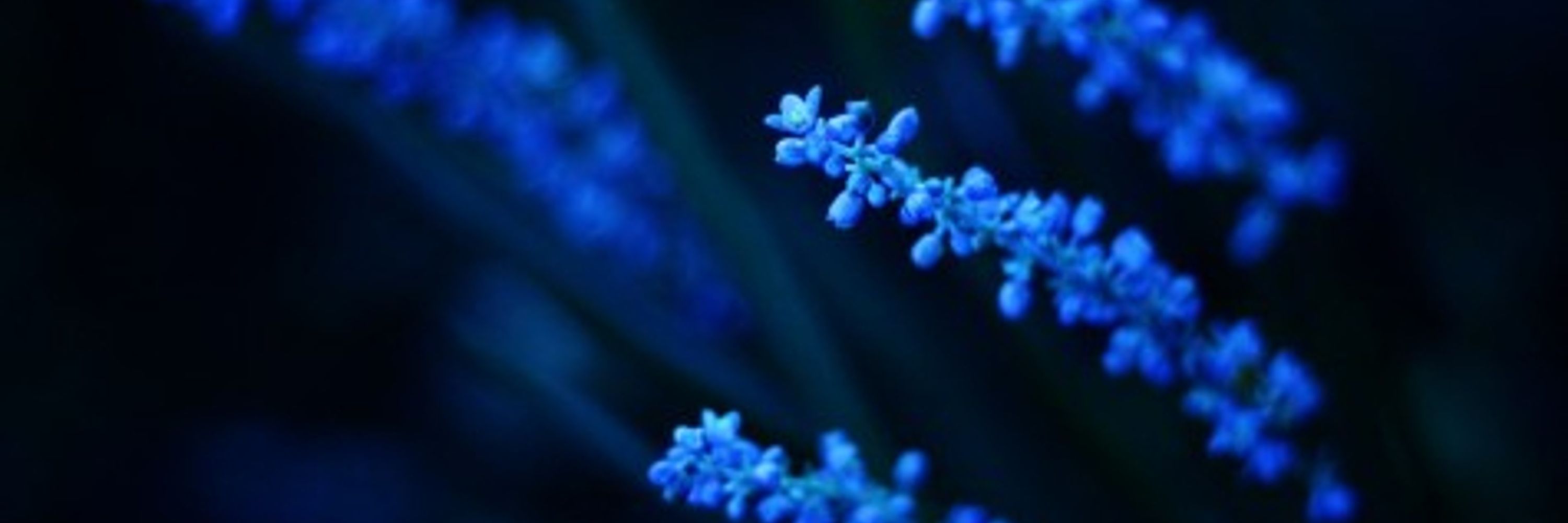 Aneta ObserwatorXY