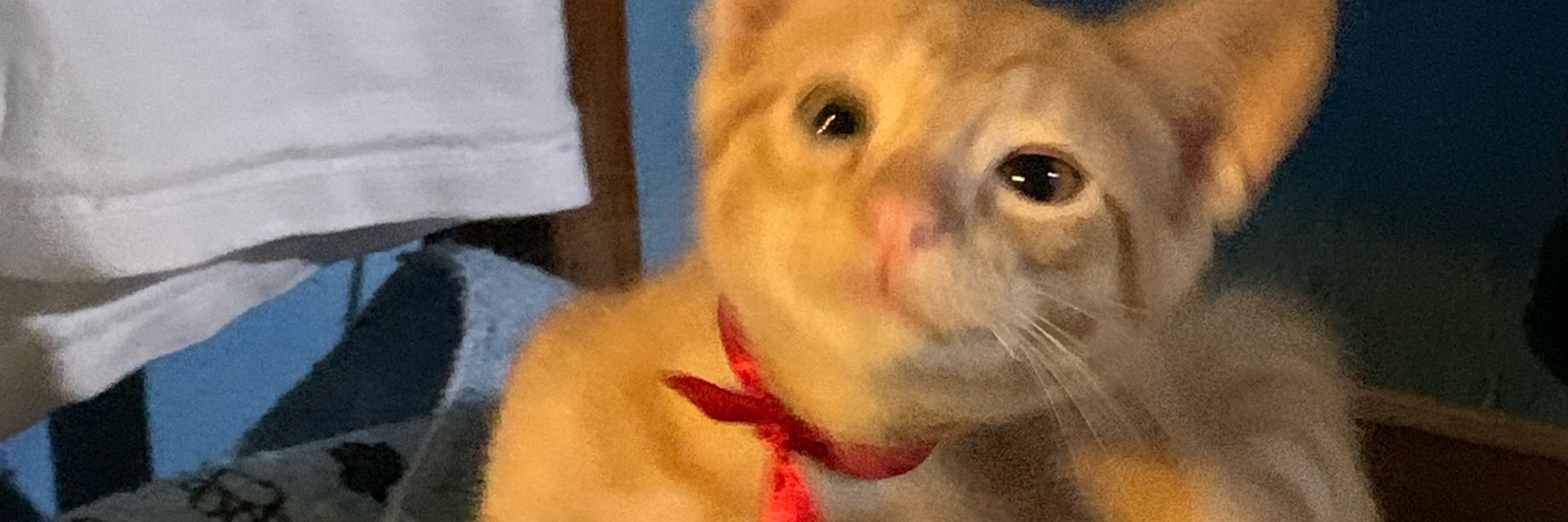 Rafis 