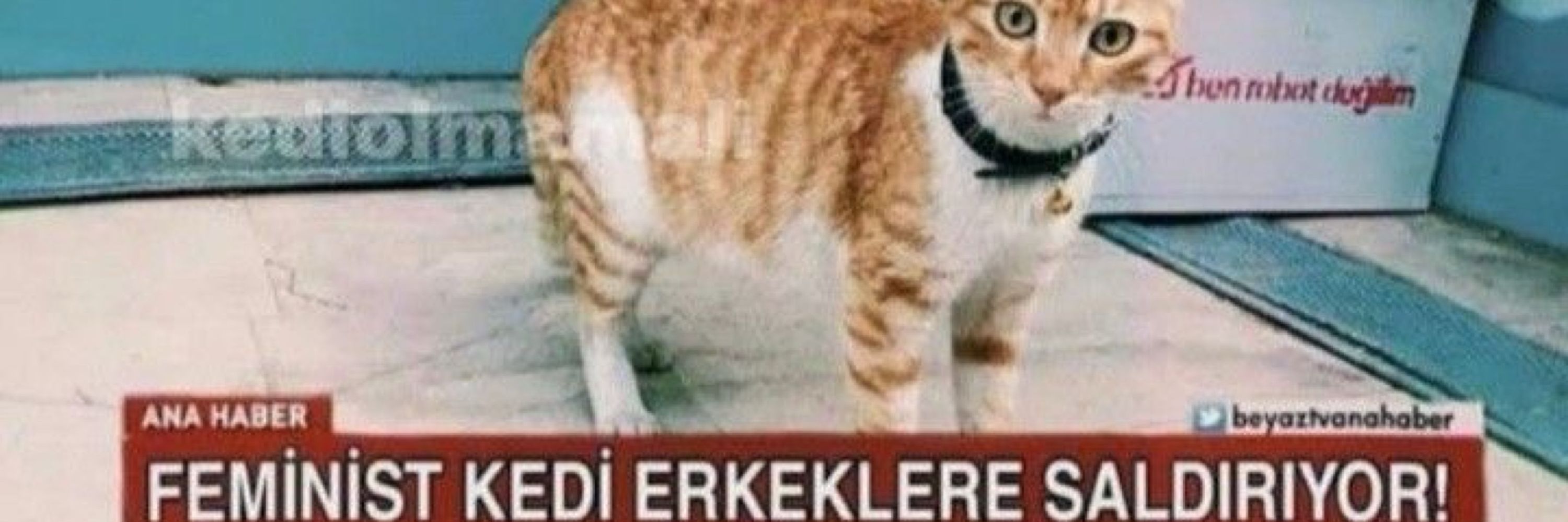 Nur