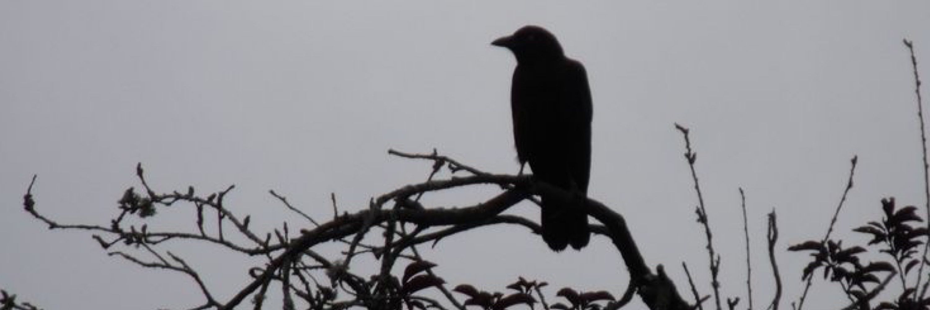 raven