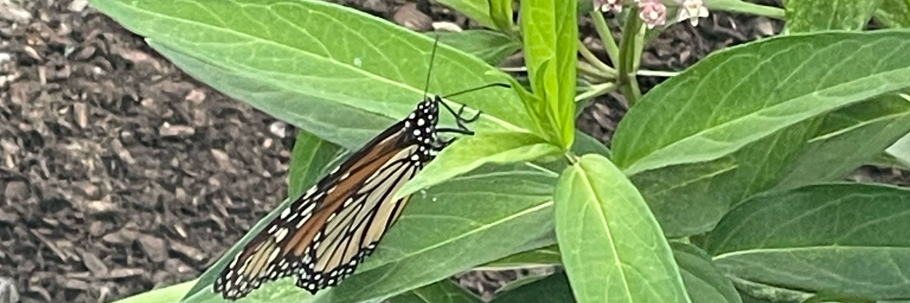 NS Native Plants