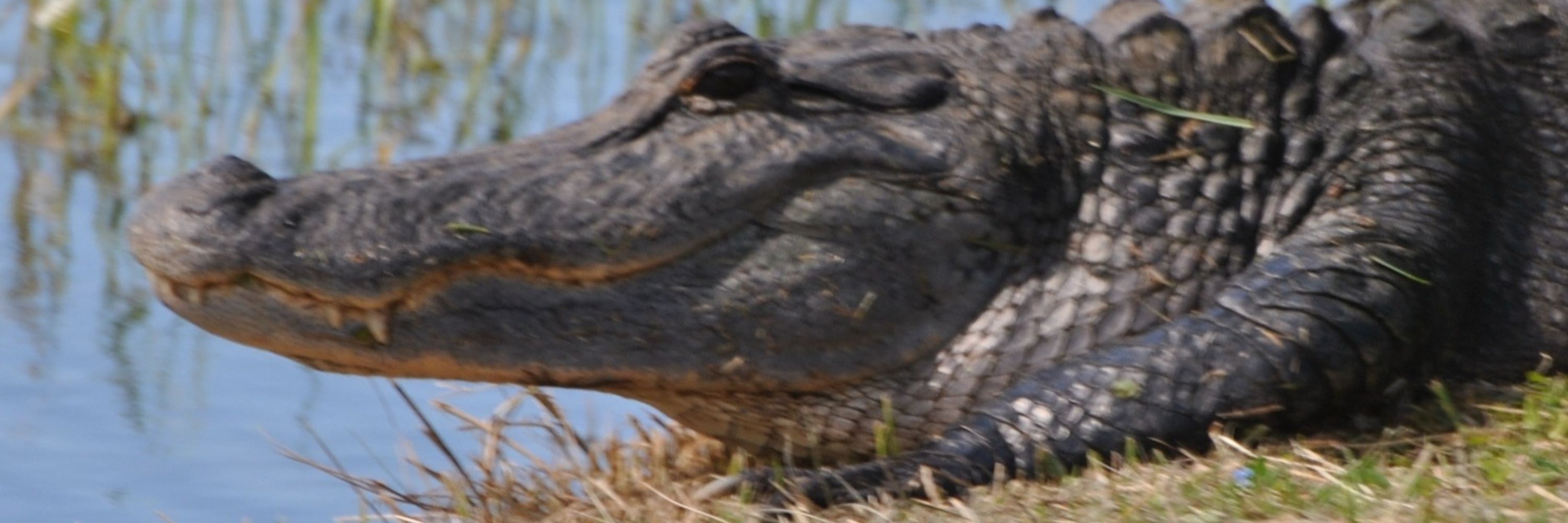 Sane Florida Native
