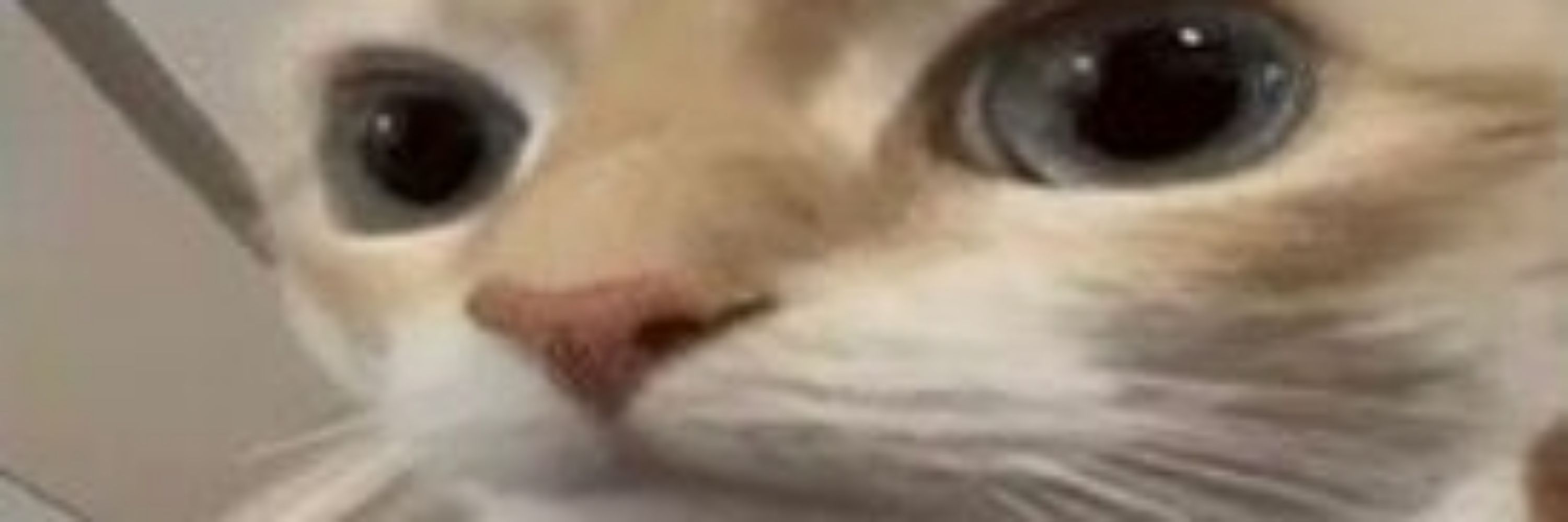 Kt