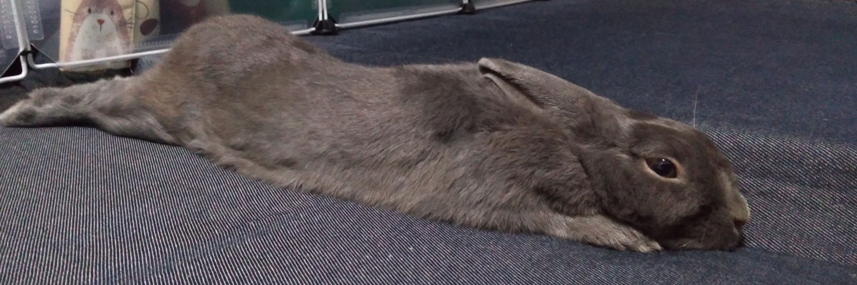 あお🐰