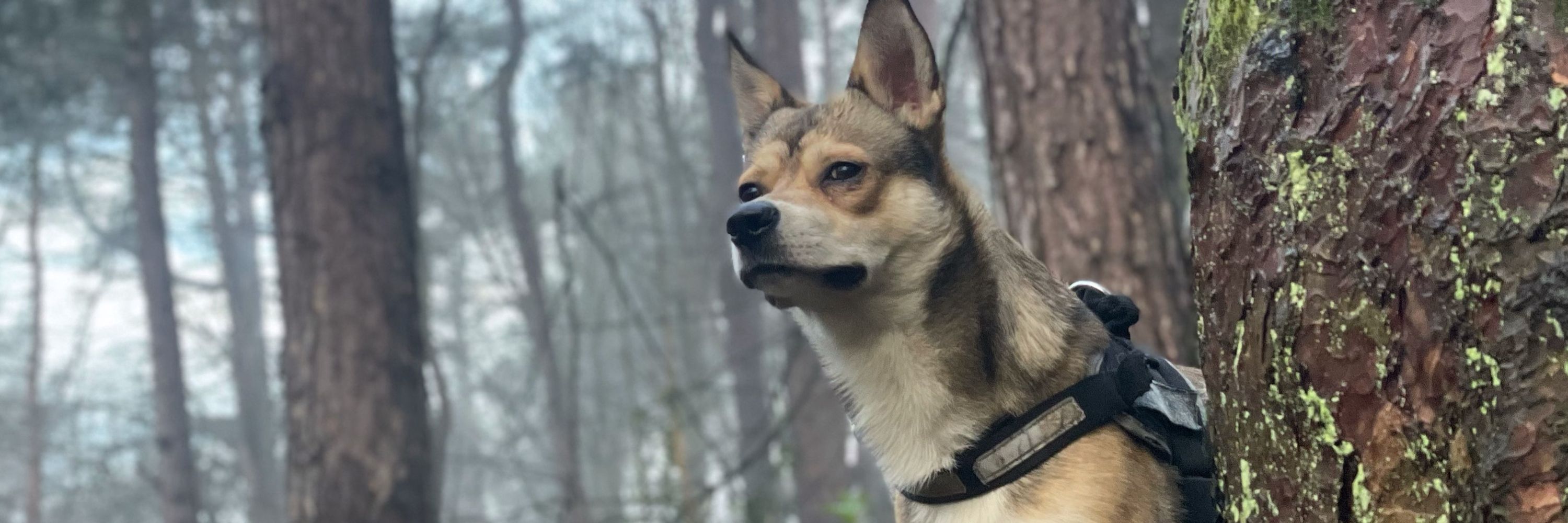Simon