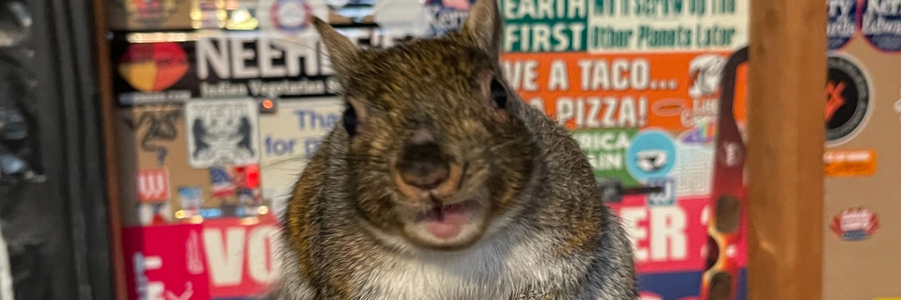 Merle the Squirrel