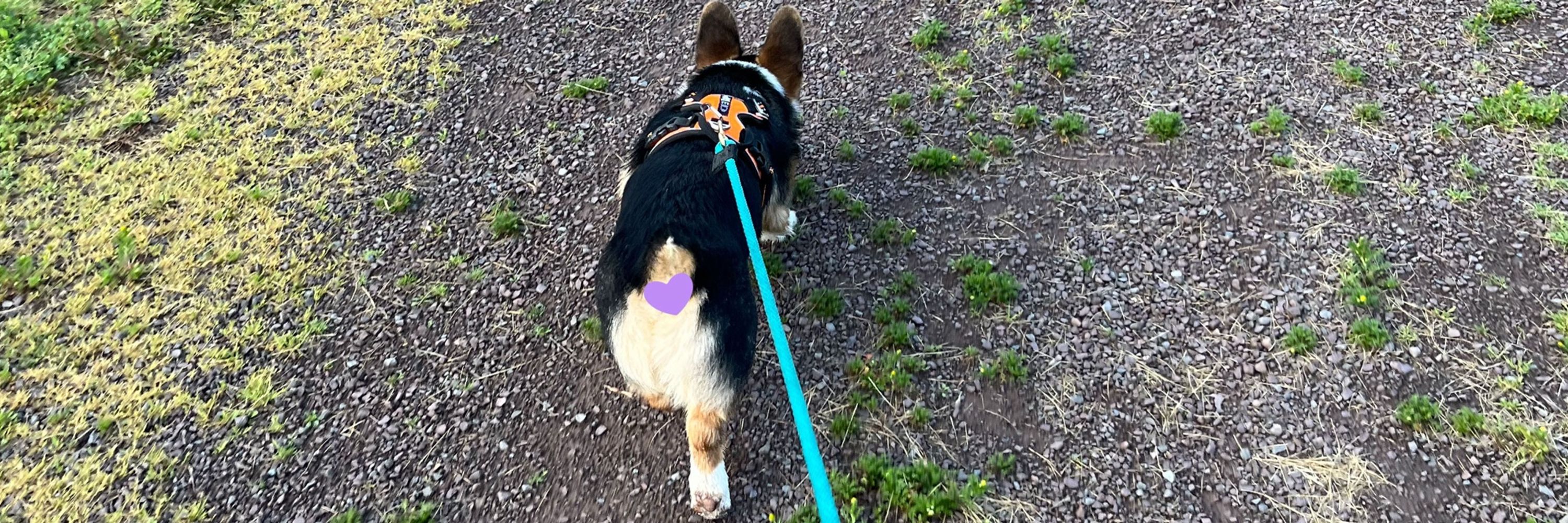 Comrade the Corgi 🇺🇸☮️🏳️‍🌈✊🏽✊🏾✊🏿