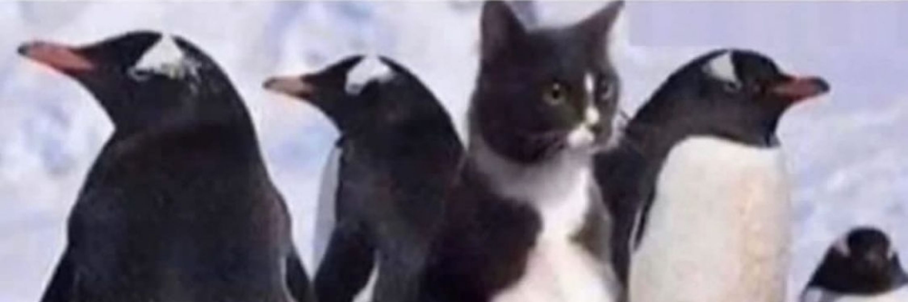 Cat Schrödinger