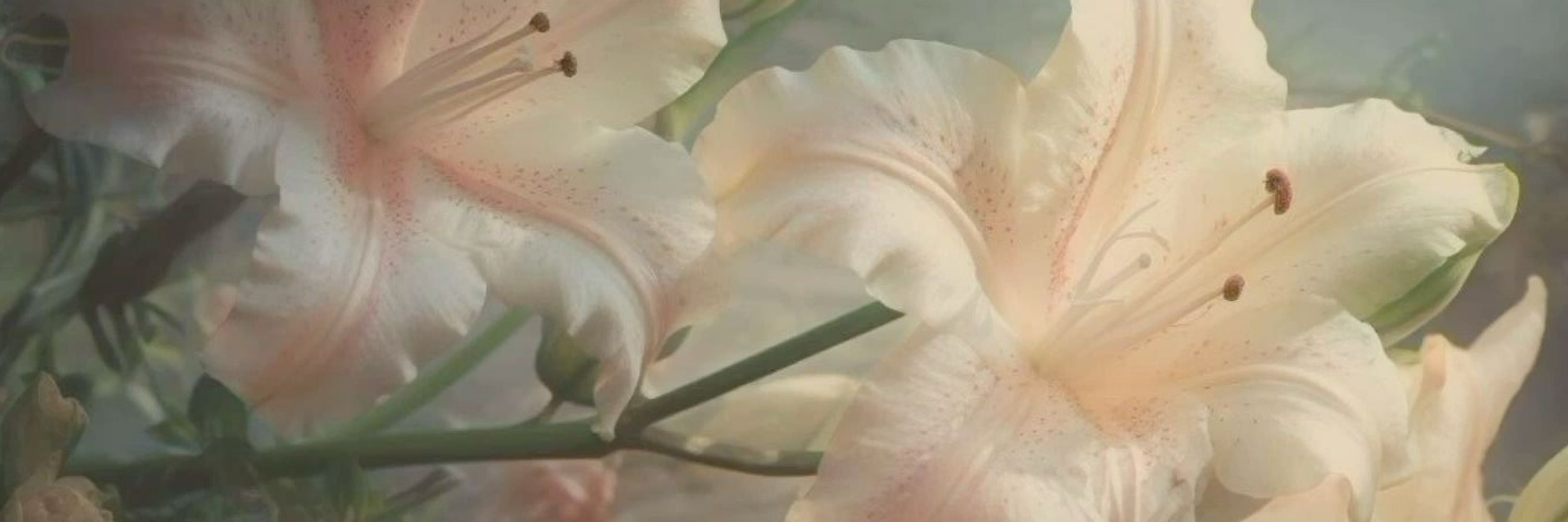 ❀ 𝓜𝓪𝓴𝓲 ❀