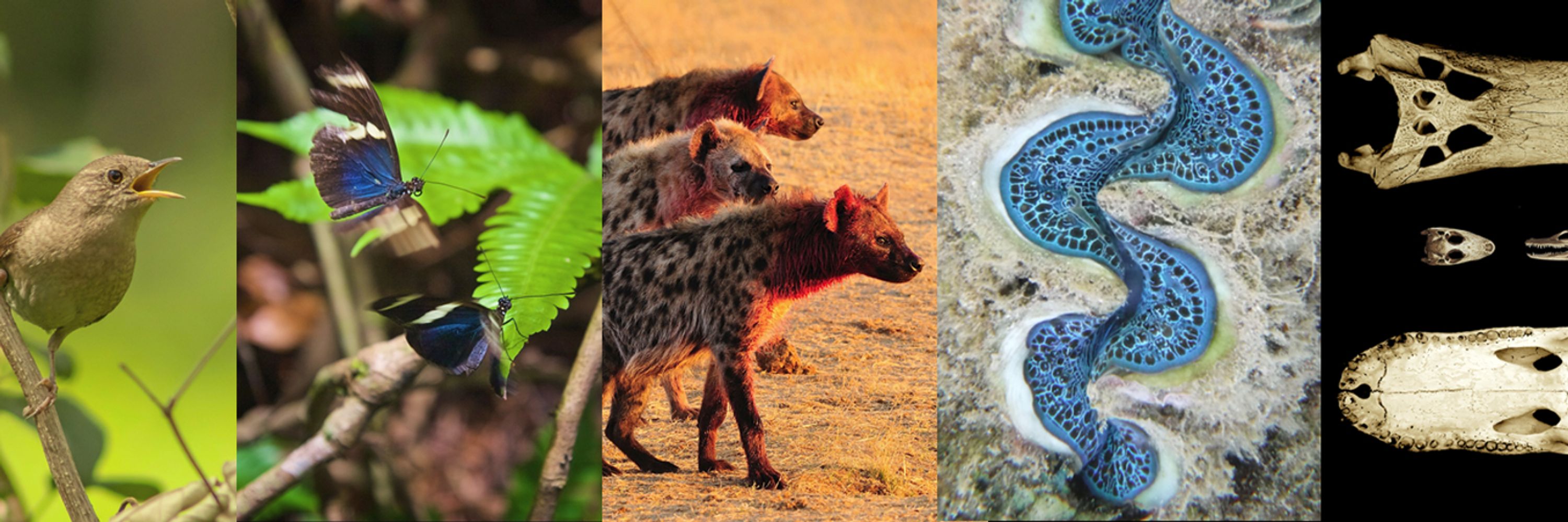 Journal of Zoology