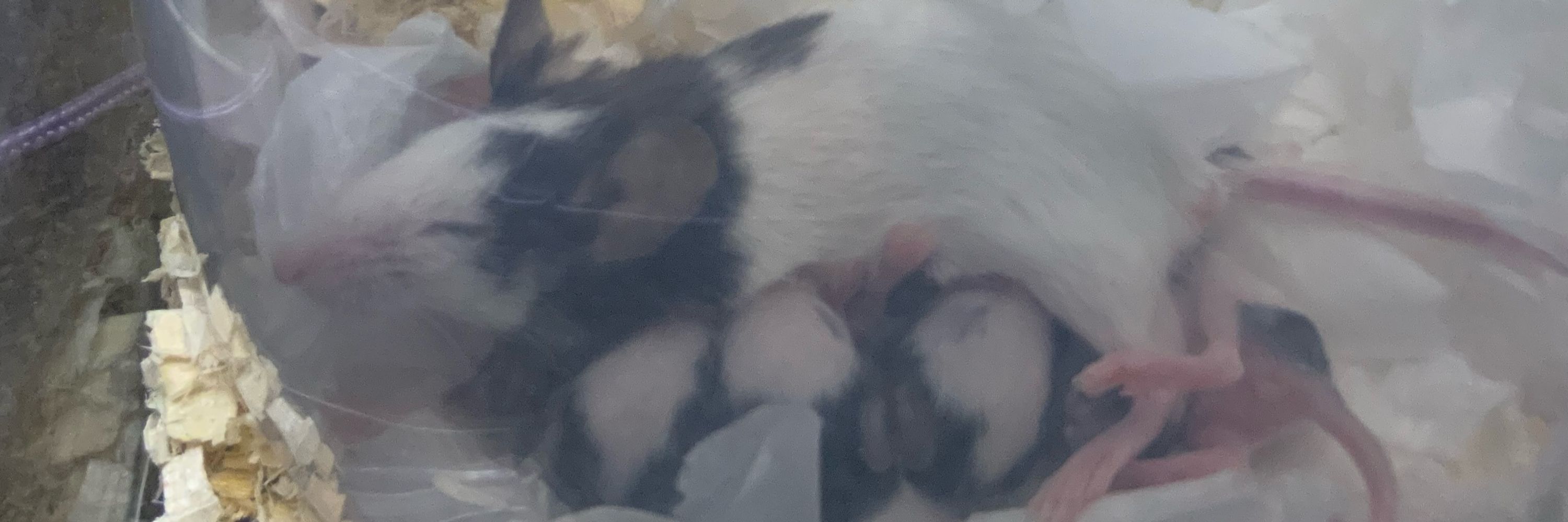 ｶﾓﾀｽ=ｻｶｽ🐼 🐼 🐁🐁