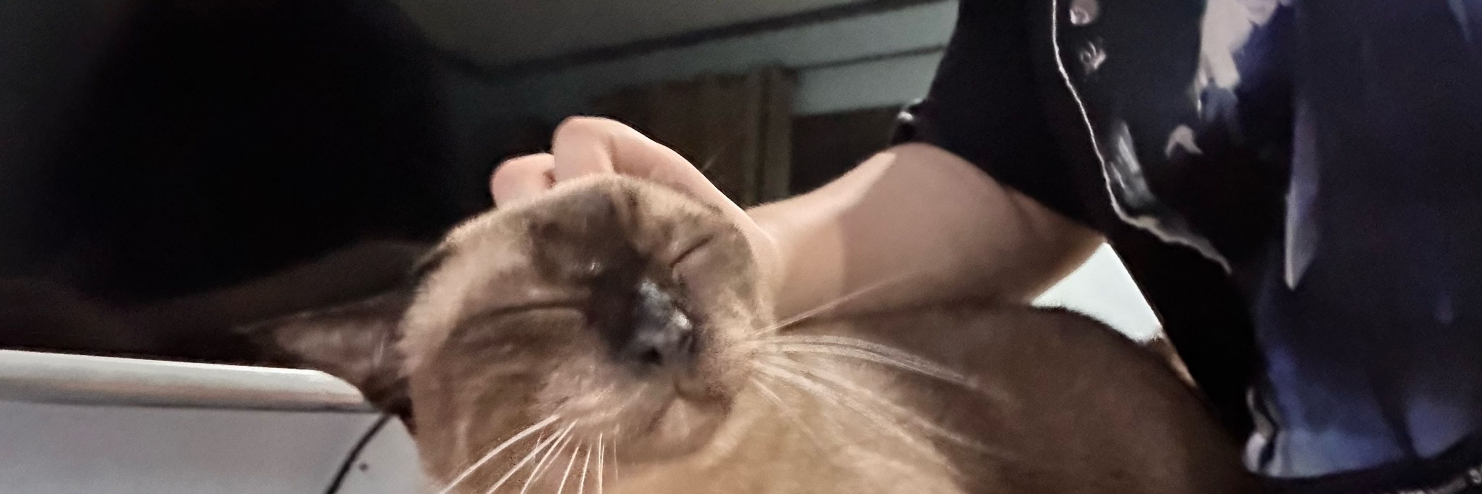LY