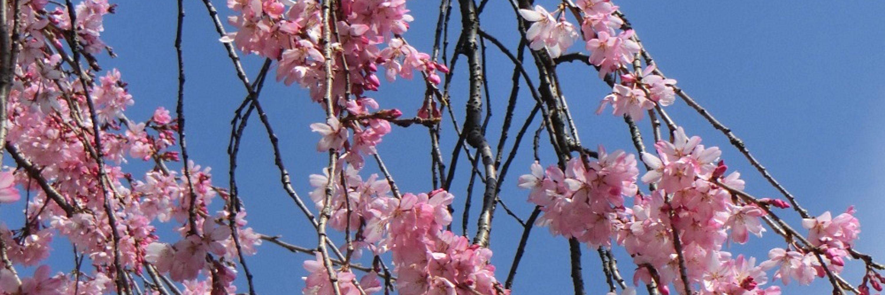 sakurayasuko.bsky.social