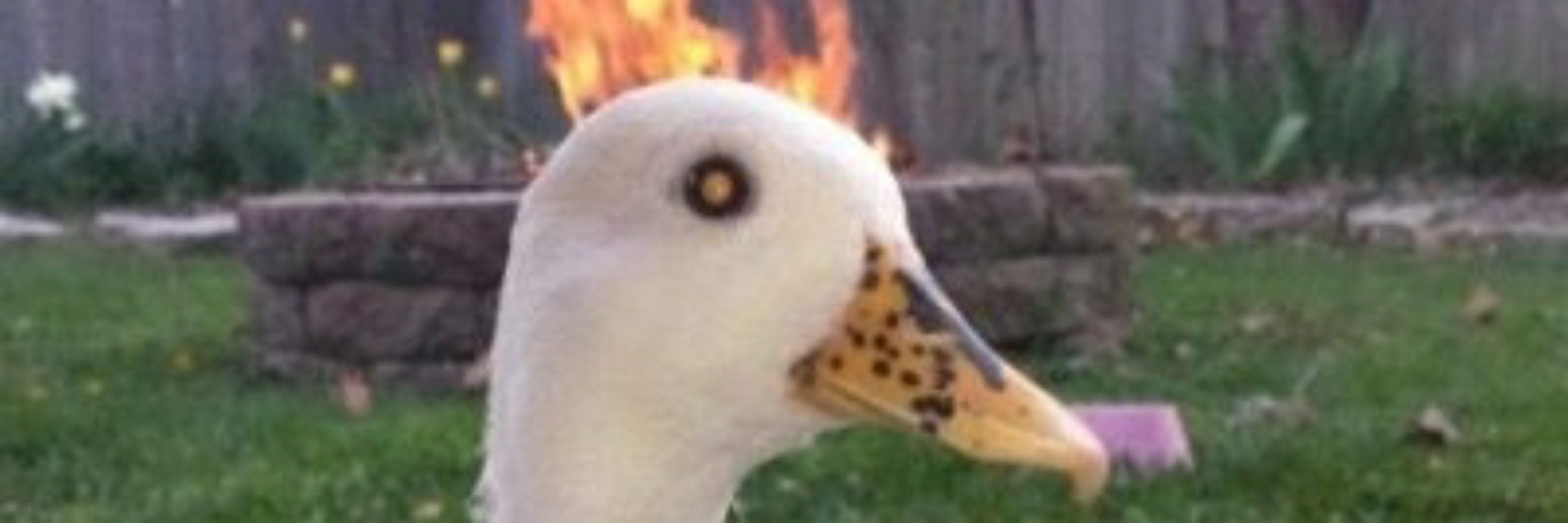 SrDuck