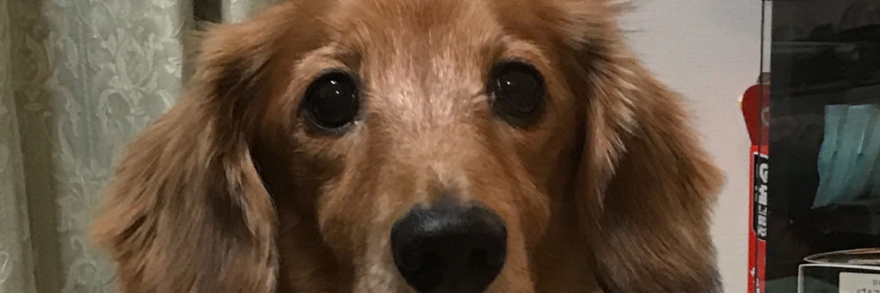 ニケ
