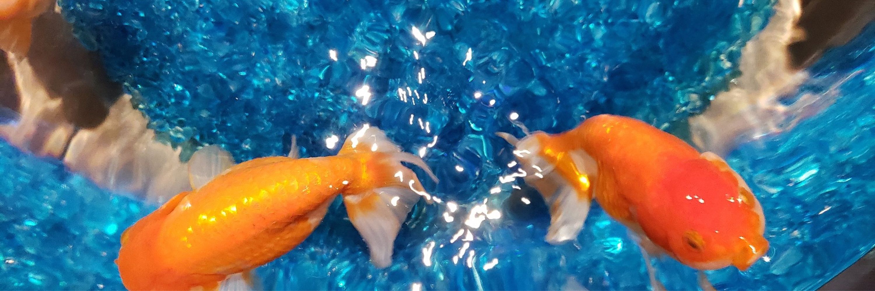 ひでたろー。