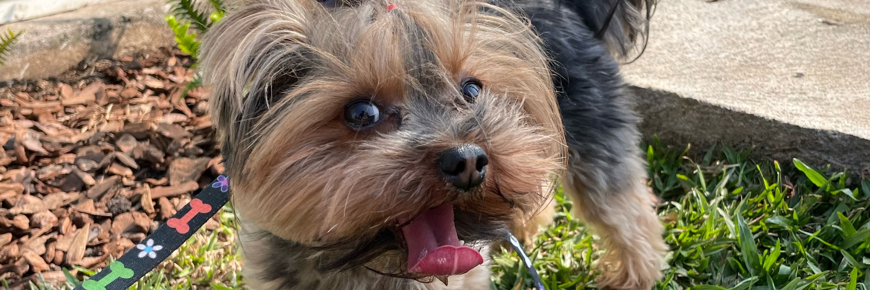 felipinho