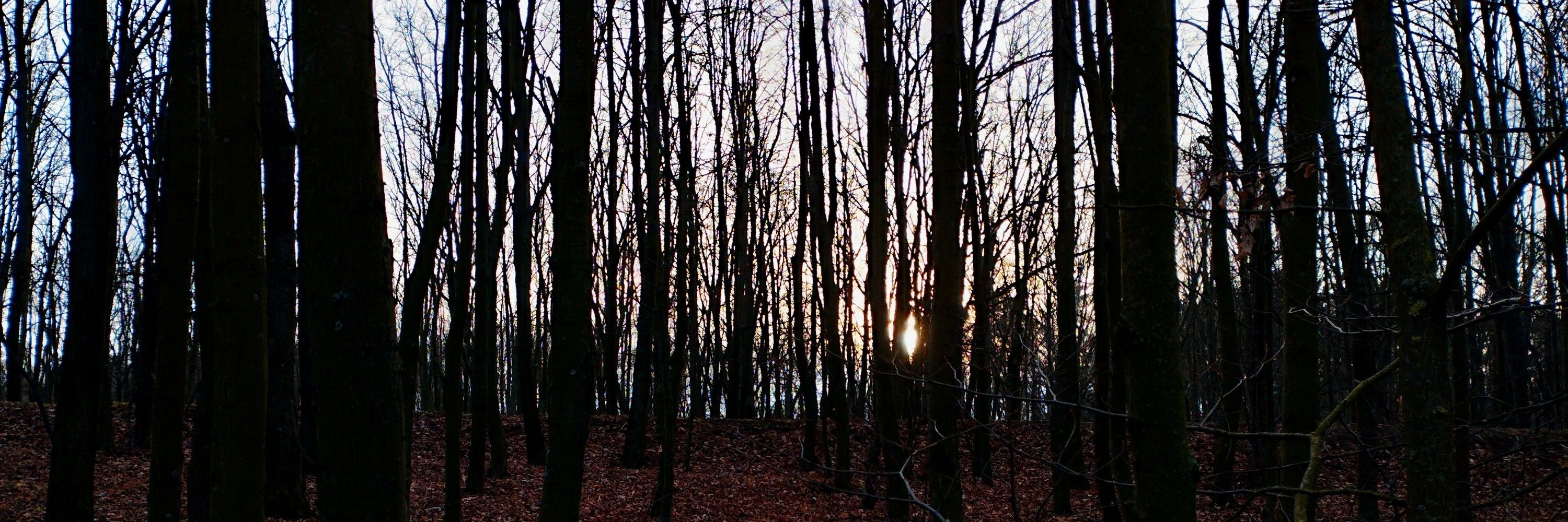 Вигнанець з псіфаку 
