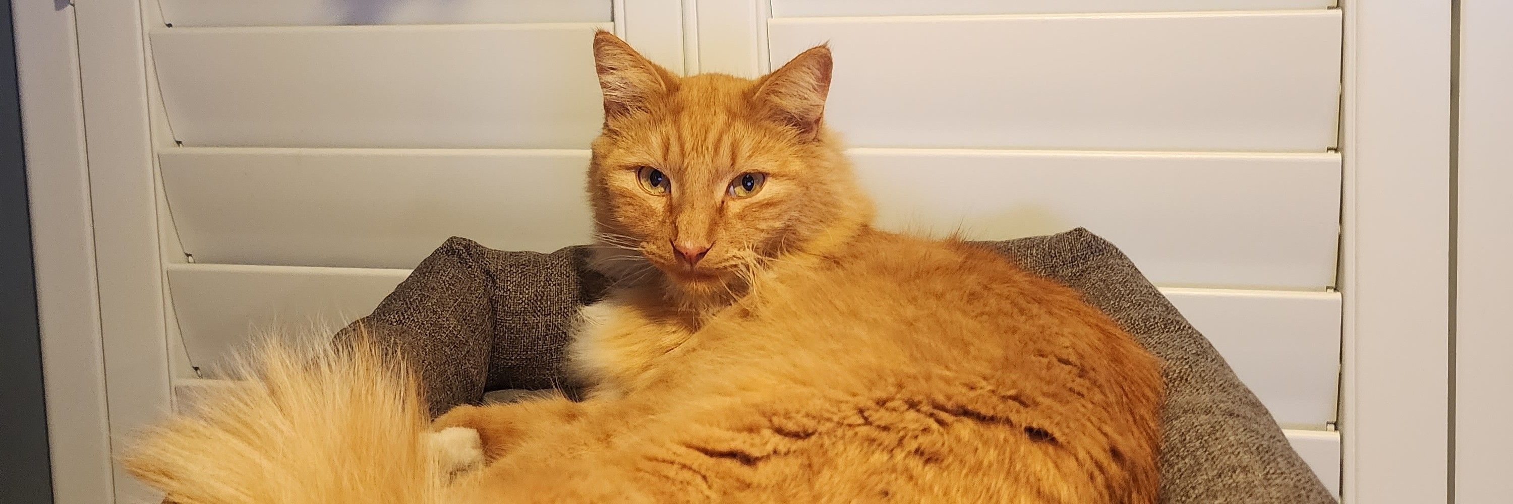 Kittzu