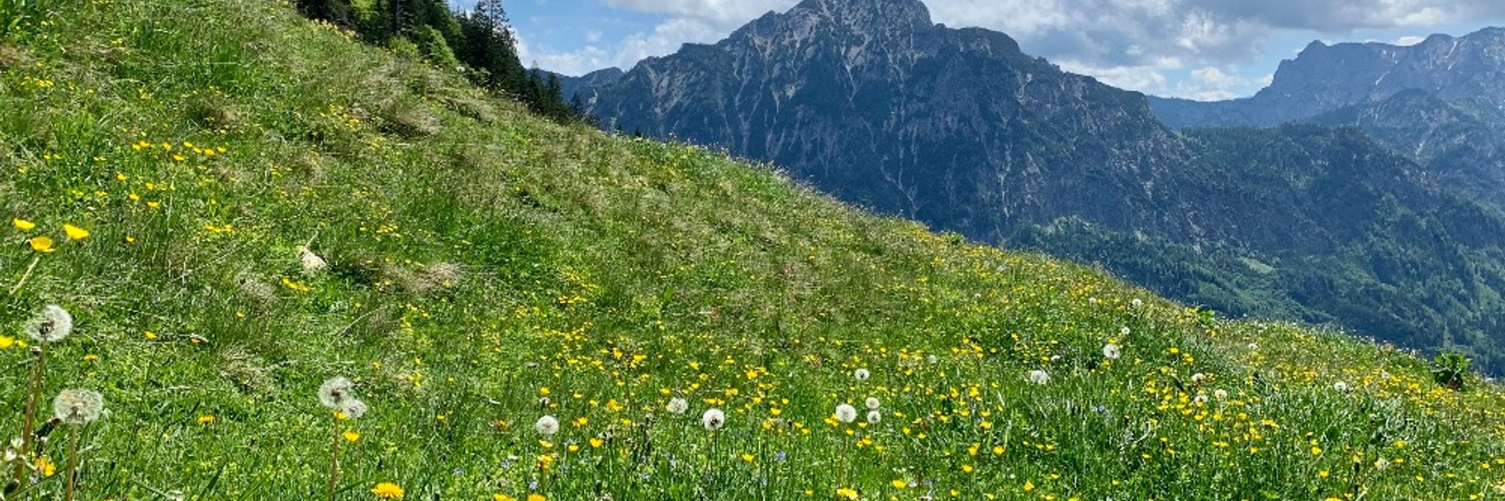 wiesenblume