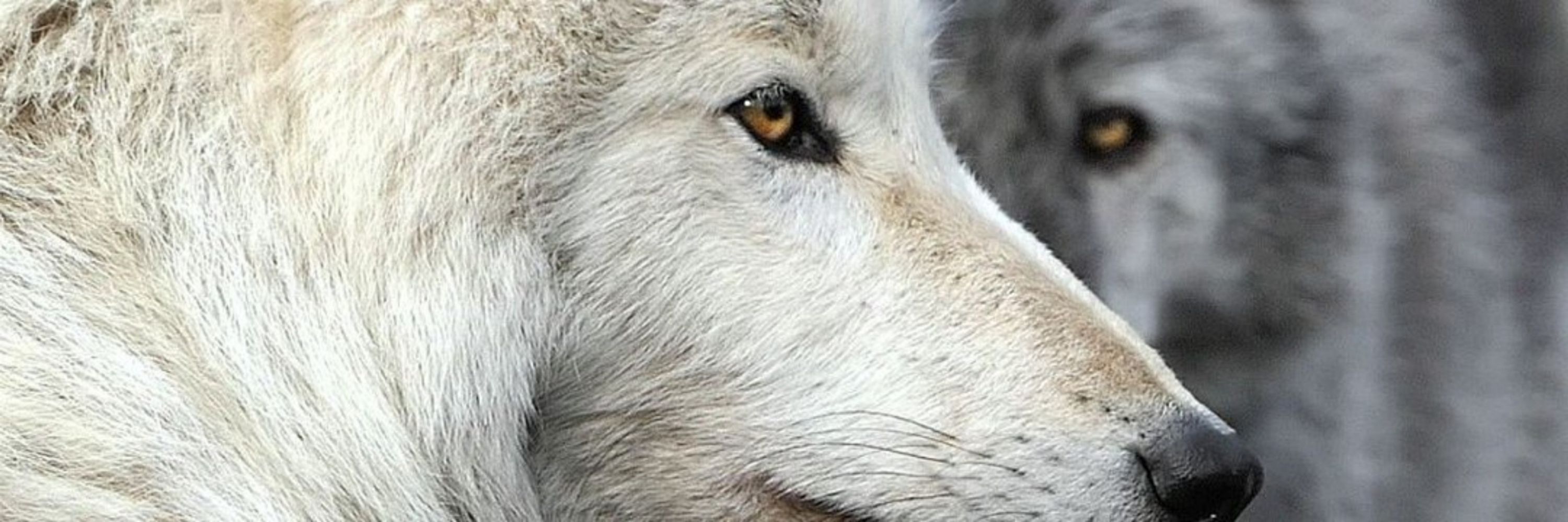 🐺Eye Wolf🐺