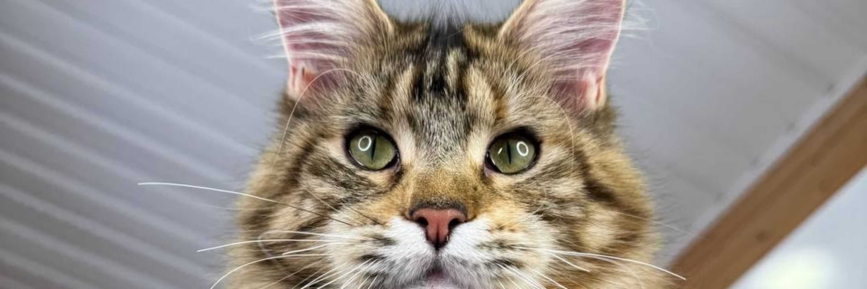 Maine Coon kittens ❤️
