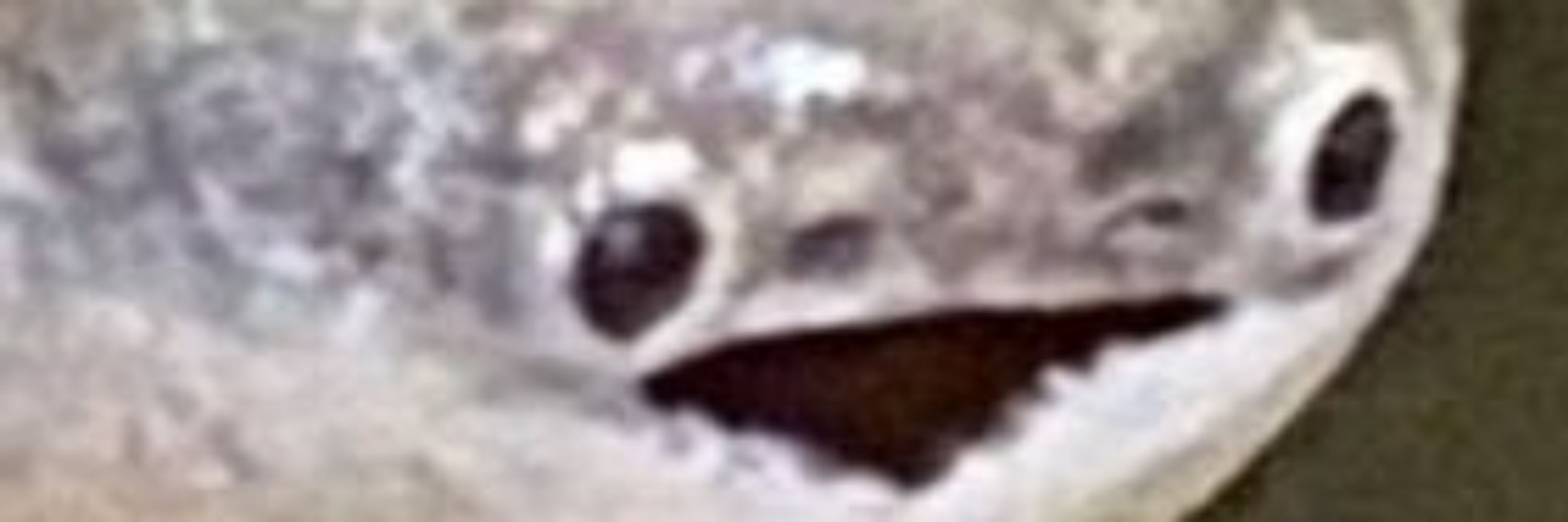 Lemonsabsab