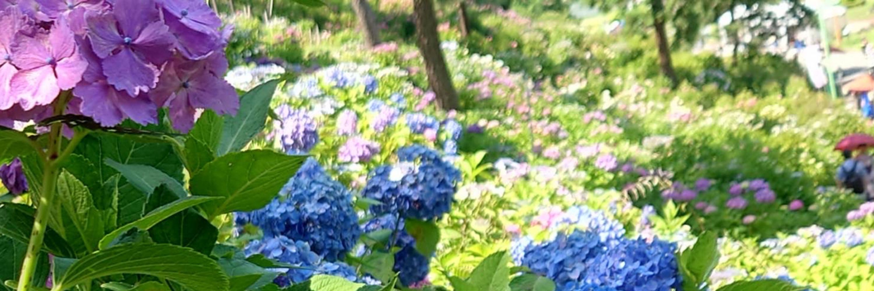 伴美砂都