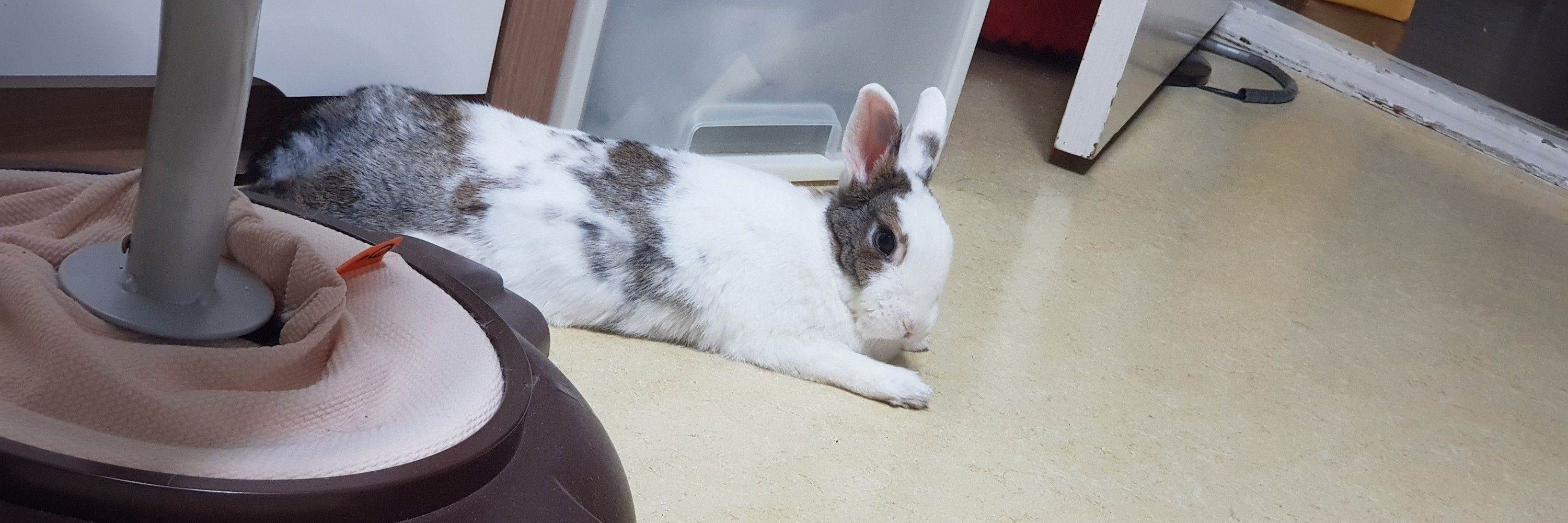 새록샐죽
