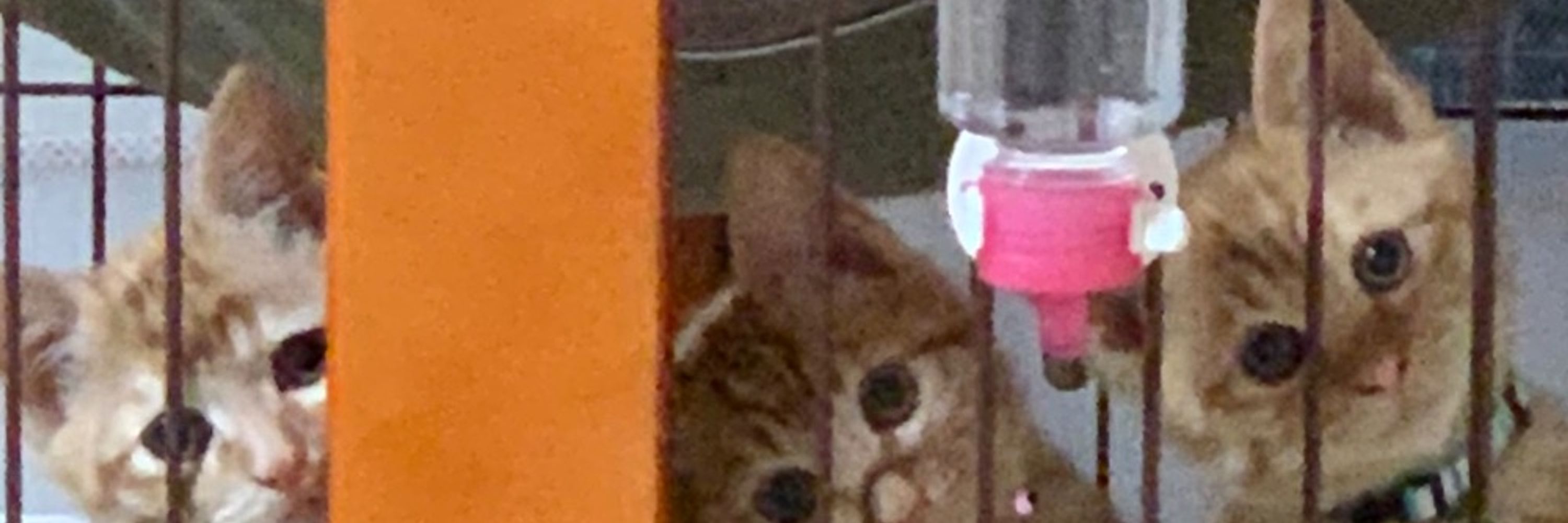 いちきり